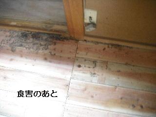 白蟻・・・点検_f0031037_17582073.jpg