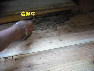 白蟻・・・点検_f0031037_1758325.jpg
