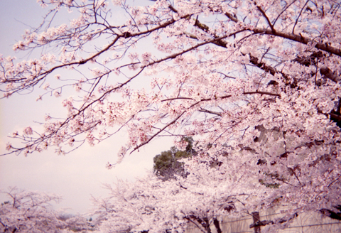 写ルンですの桜_f0072537_23235334.jpg