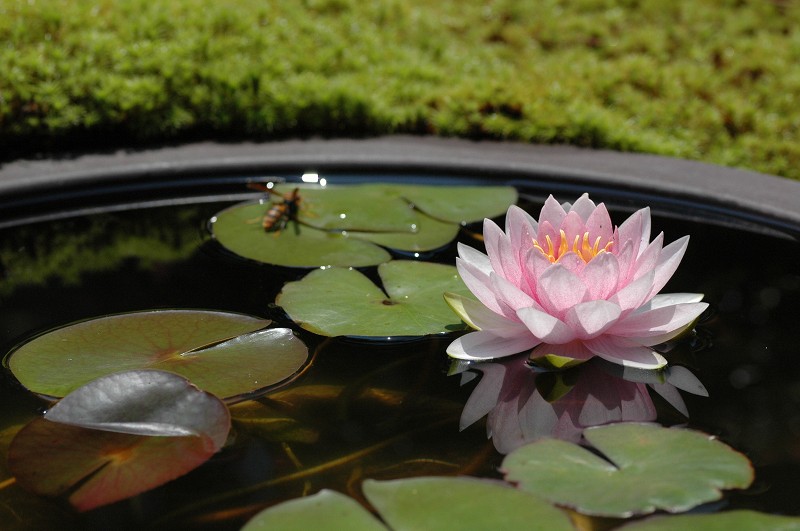 ダーウィン（温帯性睡蓮） : 花のように・・・。