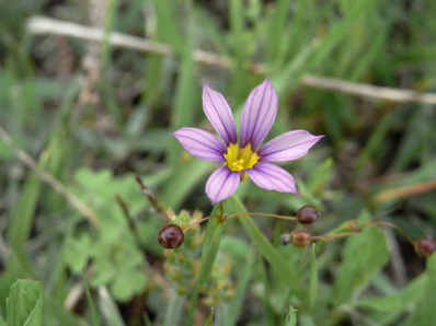 土手のニワゼキショウ annual blue-eyed grass_f0206939_22195183.jpg