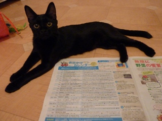 第2回ゆきねこ教室開催のお知らせ。_a0143140_239236.jpg