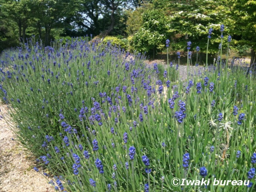 6月10日 高野花見山のラベンダー いわき市の四季観光ブログ