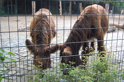 Zoologischer Garten Berlin 4_e0134052_2135846.jpg