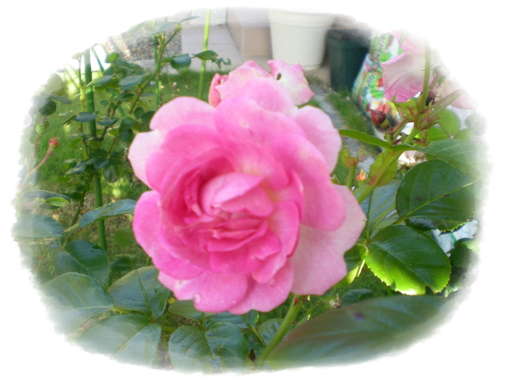 2010年6月10日(木)ジャスミーナが満開です!_f0060461_6385656.jpg