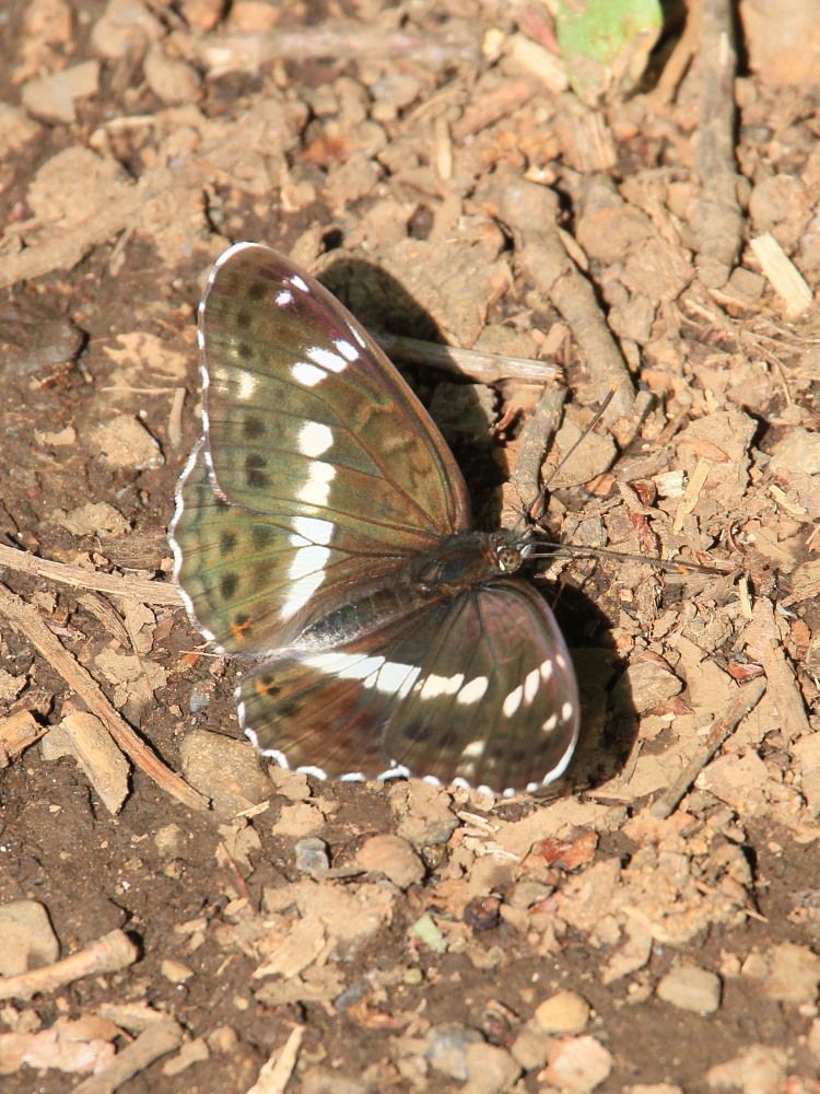 イチモンジチョウ　変化する翅表の輝き　2010.5.22埼玉県_a0146869_23345813.jpg