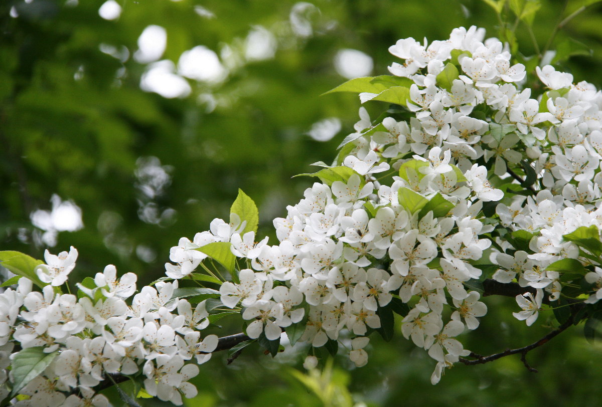 　☆　今日のチョウと、昨日の山の花　☆_f0181173_21141528.jpg