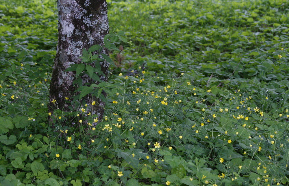 　☆　今日のチョウと、昨日の山の花　☆_f0181173_21214751.jpg