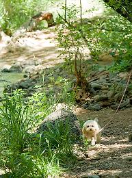 セドナの川　夏休み_e0148185_22462796.jpg