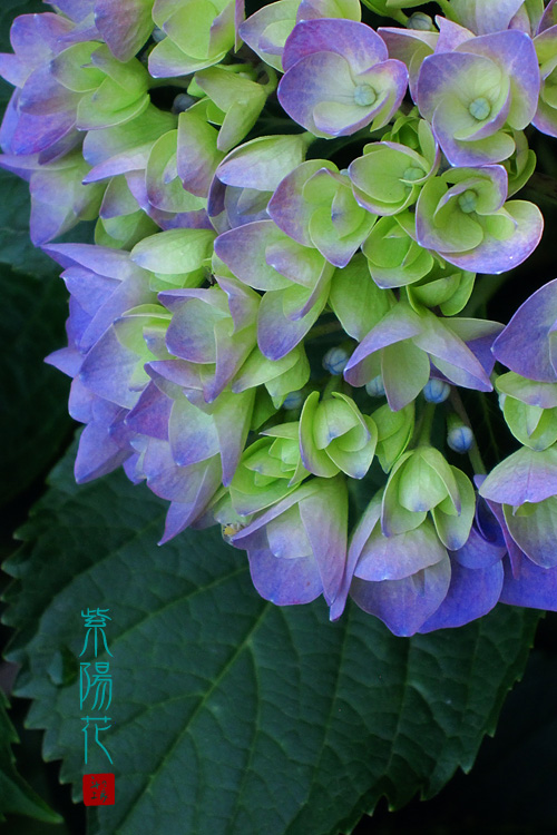 梅雨を告げる花束_a0034287_218547.jpg