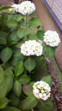 c0090100_12293426.jpg
