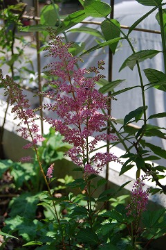 c0124100_23532585.jpg