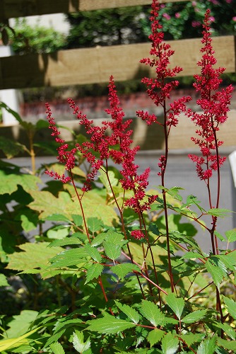 c0124100_23534196.jpg