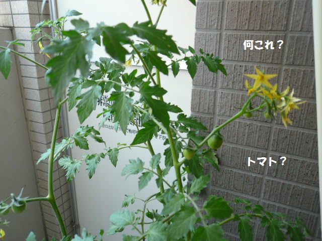 e0094407_22454528.jpg