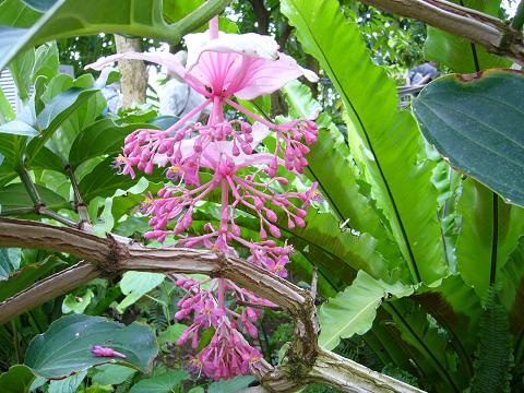 初夏の神代植物公園(温室編)_b0112909_2157598.jpg