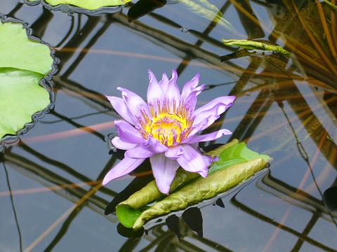 初夏の神代植物公園(温室編)_b0112909_2158311.jpg