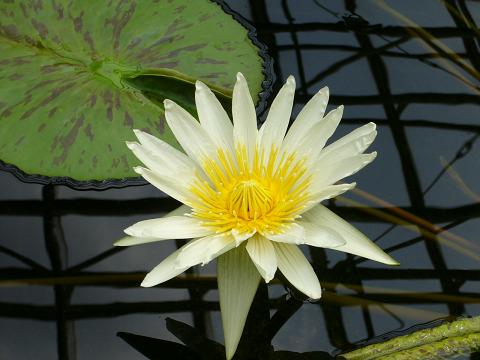 初夏の神代植物公園(温室編)_b0112909_2205415.jpg