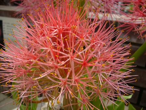 初夏の神代植物公園(温室編)_b0112909_22151431.jpg