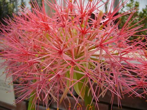 初夏の神代植物公園(温室編)_b0112909_22152434.jpg