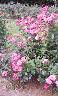 e0009714_857131.jpg