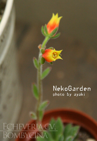 Neko Gardenとは文字通り_d0164118_14261659.jpg