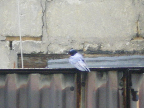 c0124619_7342348.jpg
