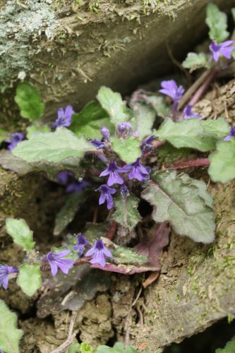 裏高尾の花　　キランソウ_a0040021_044674.jpg