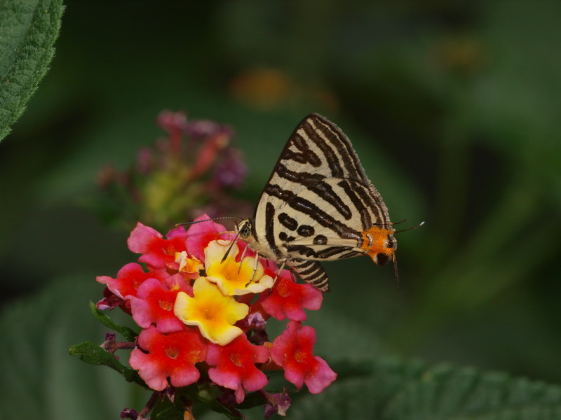 d0090322_8352256.jpg