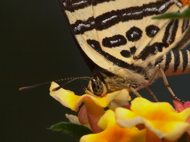 d0090322_8353778.jpg