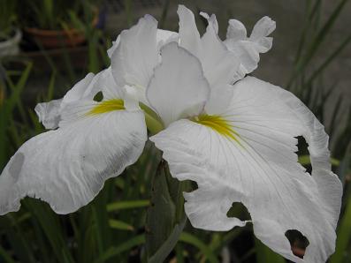 c0201427_20254440.jpg