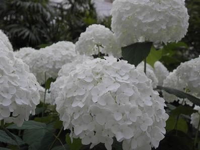 c0201427_20283679.jpg