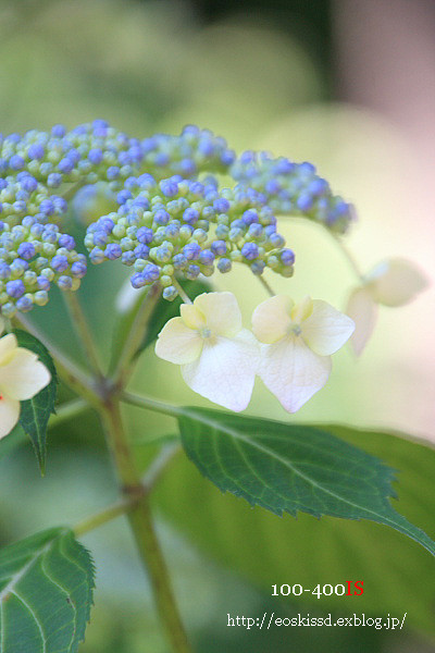 《花》　額紫陽花　18-270mm　（川口グリーンセンター）_c0080036_23302886.jpg