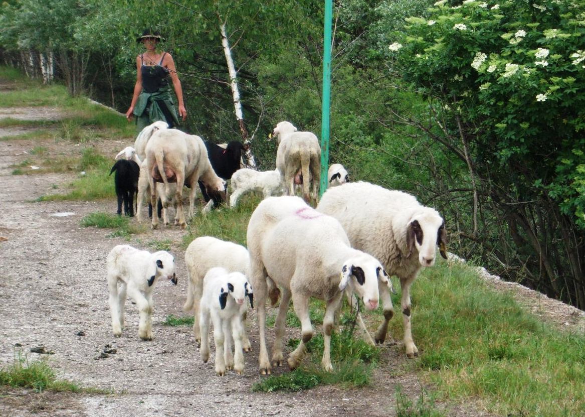 羊が一匹羊が二匹羊が千匹・・・ : オルガニスト愛のイタリア山小屋生活