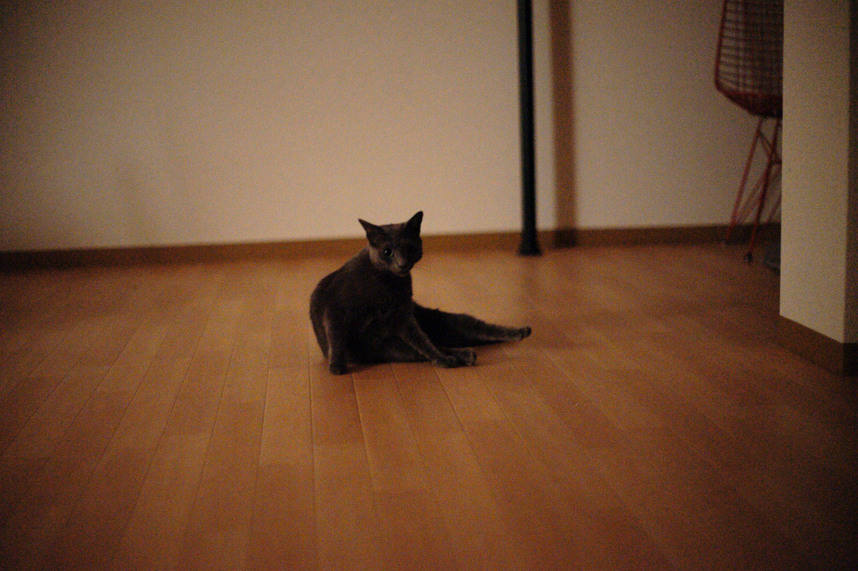 The cat in the dark_c0196354_11505479.jpg