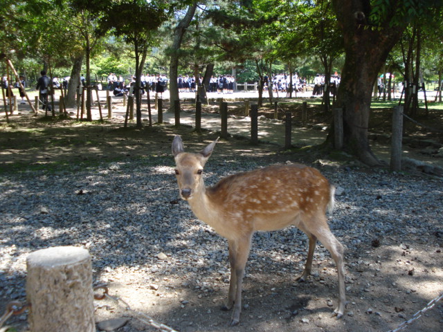 京都・奈良・大阪の旅_f0190054_12573563.jpg