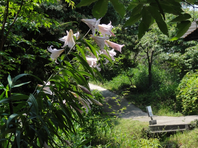c0108460_153528.jpg