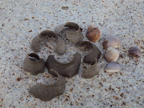 アサリの天敵ツメタガイが大産卵 ナンちゃんが駈ける アサリの天敵ツメタガイが大産卵 ナンちゃんが駈ける