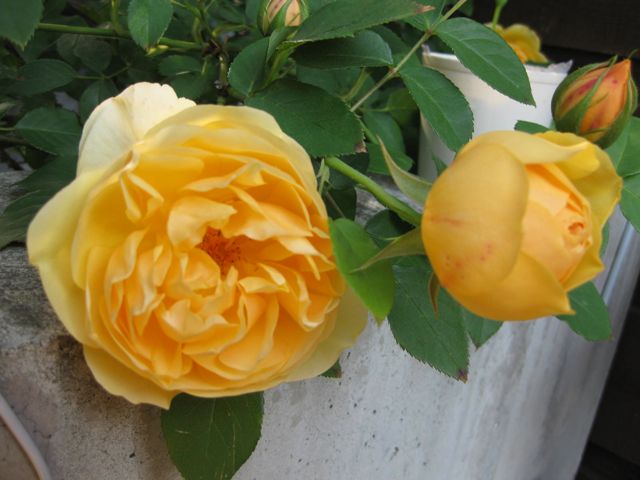 我が家の薔薇コレクション_a0154962_23265478.jpg