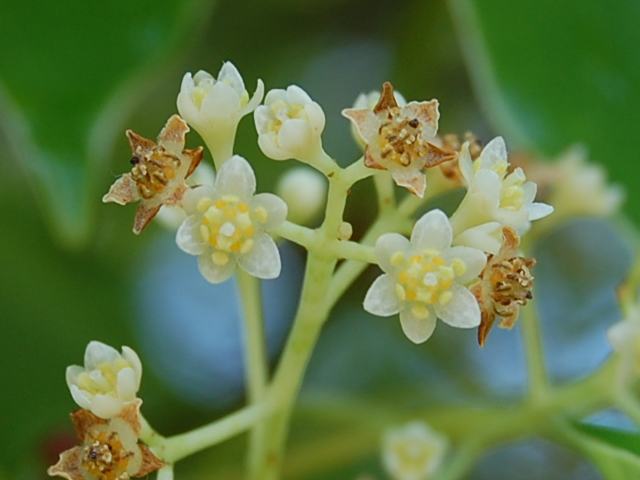 楠 クスノキ 新 四季の花
