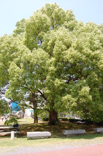 楠（クスノキ） : 新・四季の花