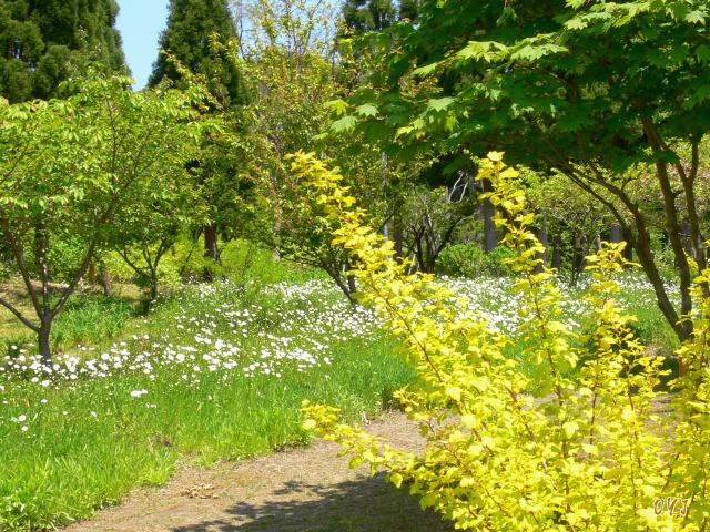 松前公園『ノルデイック・ウオキング』_f0166871_17533858.jpg