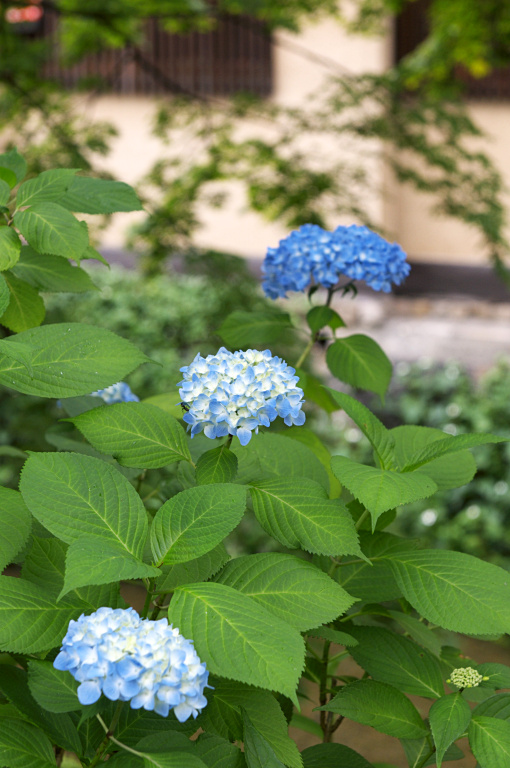 祇園白川の紫陽花　1　20100608_a0050572_011302.jpg