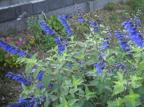 いちごミルクというチェリーセージとハーブの花 ブルーベリーの育て方 栽培 ブルーベリー ノート Blueberrynote