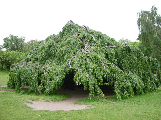 the upside-down tree_a0067582_834559.jpg