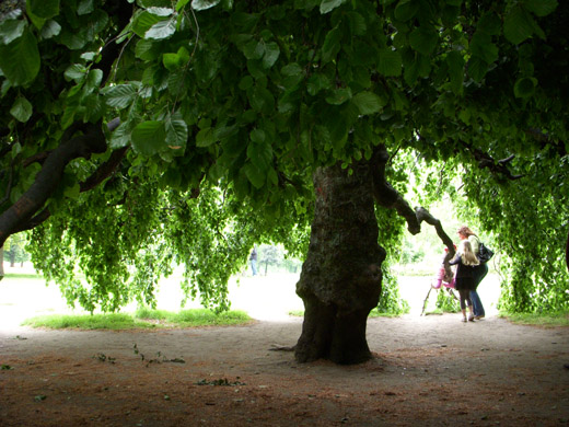 the upside-down tree_a0067582_8355814.jpg