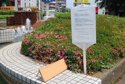 『カルガモについて』_c0124100_21533732.jpg