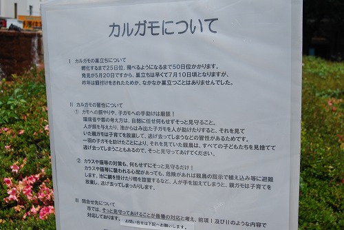 『カルガモについて』_c0124100_21535028.jpg