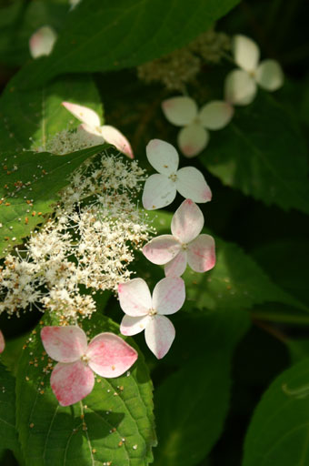 紫陽花 2010@花フェスタ記念公園_d0116400_2020396.jpg