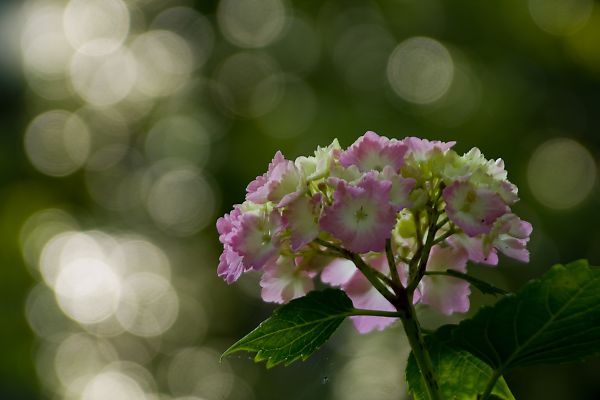 根来寺の紫陽花 風花の日記