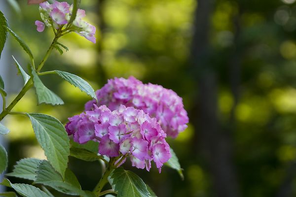 根来寺の紫陽花 風花の日記